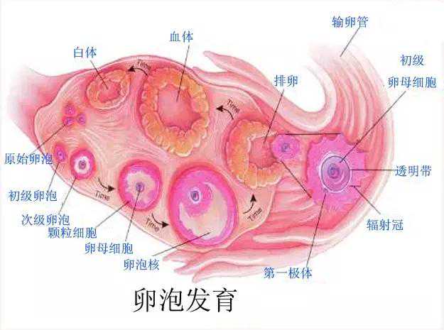 香港验血几家正规医院,试管婴儿取卵前后要注意些什么？