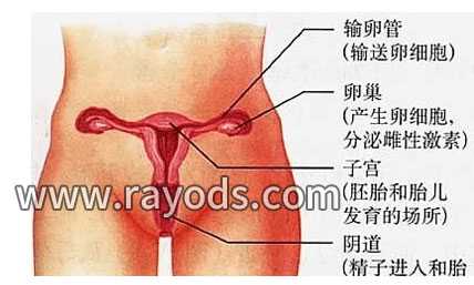 现在去香港验血查胎儿性别费用多少,不孕不育的八种原因，第6种要特别注意！